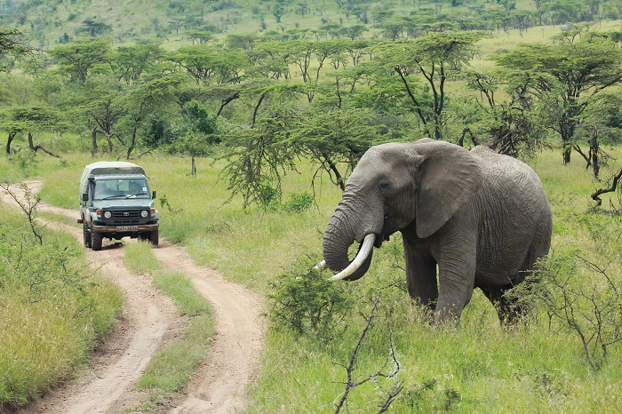 Safari car near big Elephant during 2 days Tanzania safari