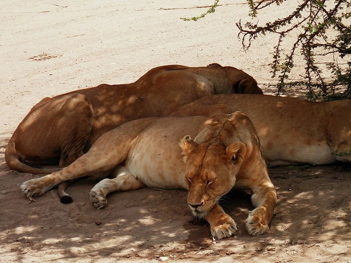 4 days Tanzania safari tour package via Arusha National Park