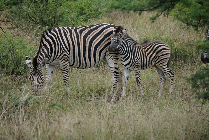 5 days Tanzania safari from Arusha N.P via Tarangire