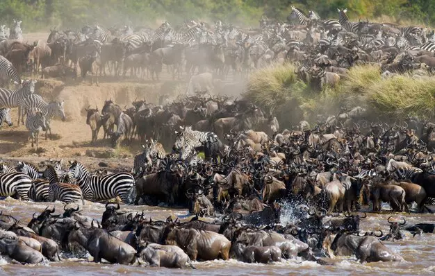 wildbeest migration safari