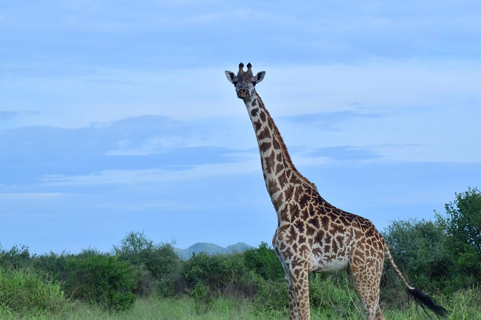4 days Tanzania safari to Serengeti and Ngorongoro Crater