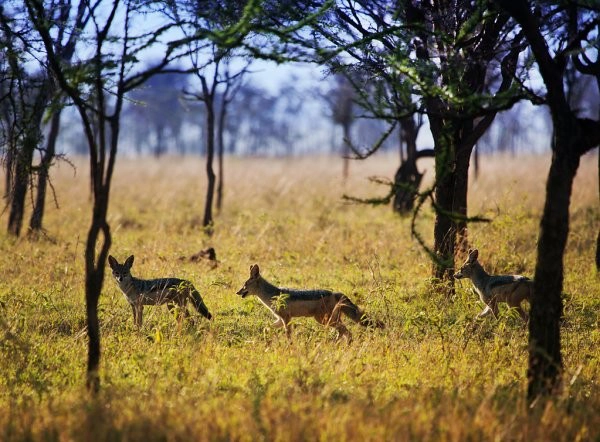9 days Tanzania safari from Arusha N.P via Tarangire