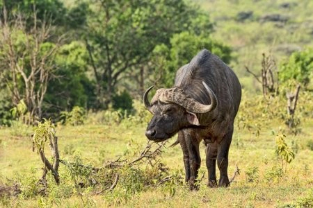 A large buffalo eating during Tanzania 2 days safari