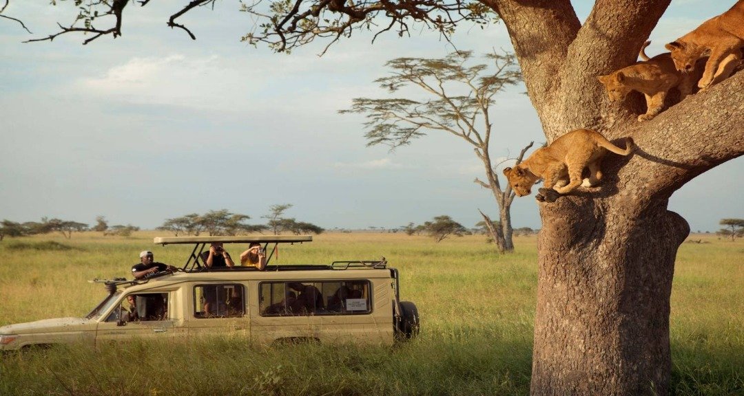 Baobab trees in Tarangire safari