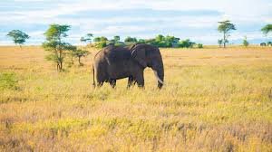 Payment confirmation for Tanzania safari