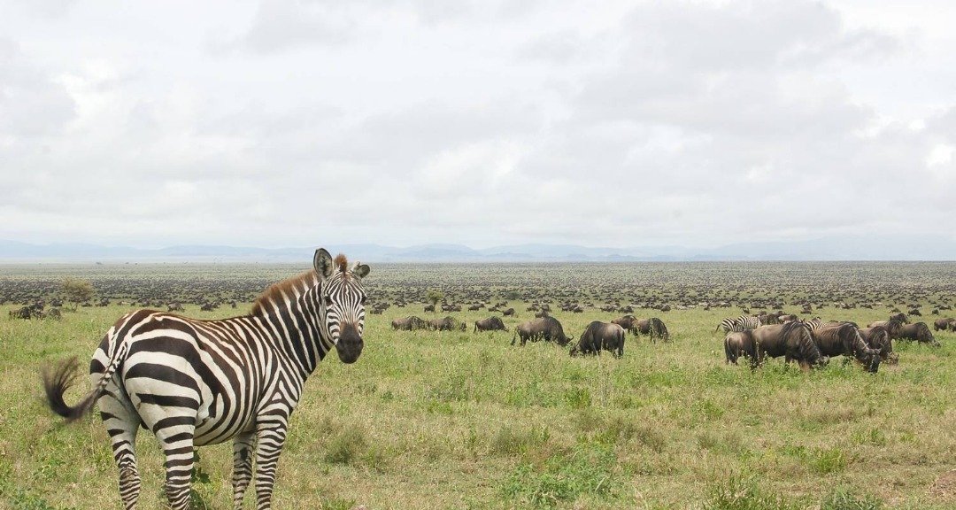 Tanzania Safari Vehicle Game Drive