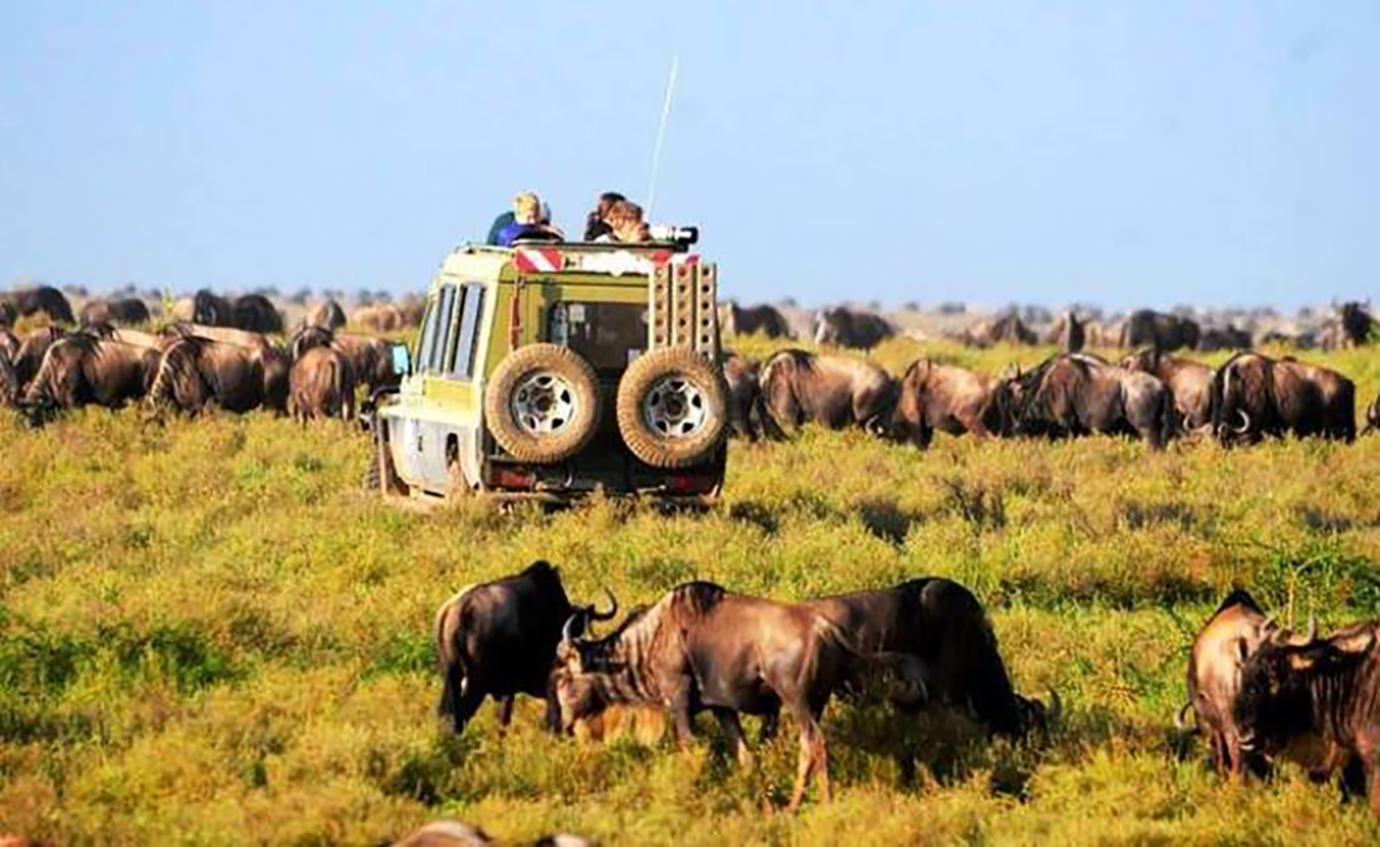 Booking 2-day Tanzania safari