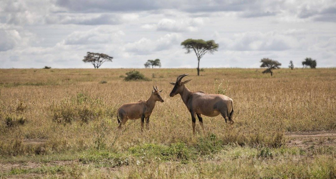 Lake Manyara National Park Safari