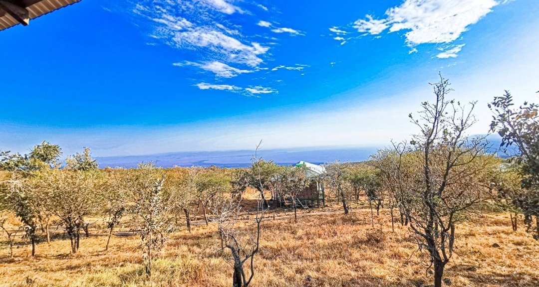 Flamingos in Lake Manyara during wet season
