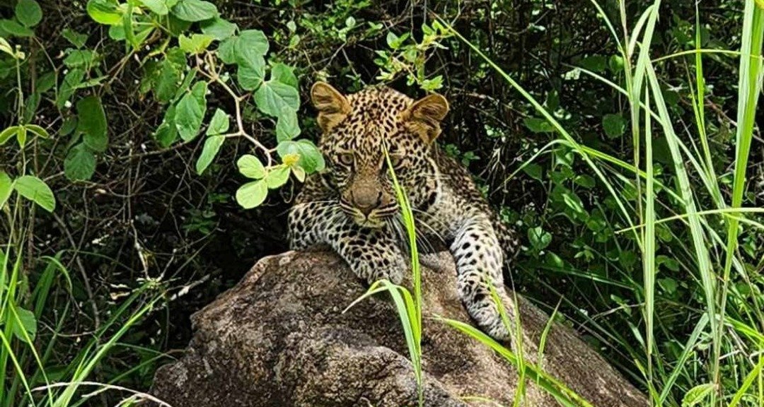 Ngorongoro Crater lush landscape in rainy season