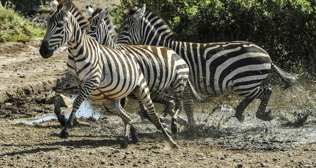 Lions inside Ngorongoro Crater