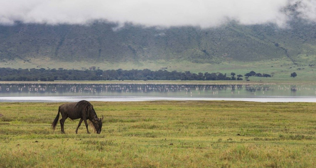 Tanzania safari vehicle cost included