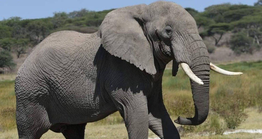Elephants in Tarangire National Park