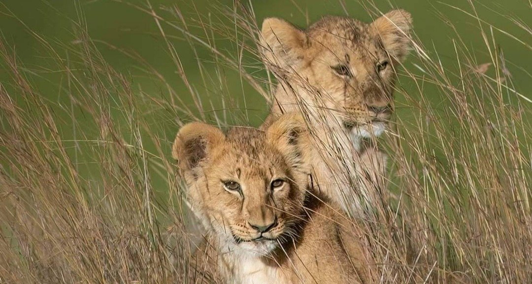 Lions resting in Tarangire