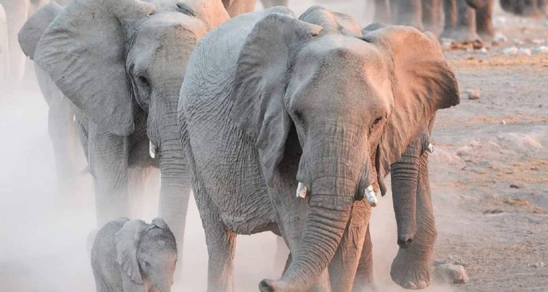 Elephants in Tarangire during dry season