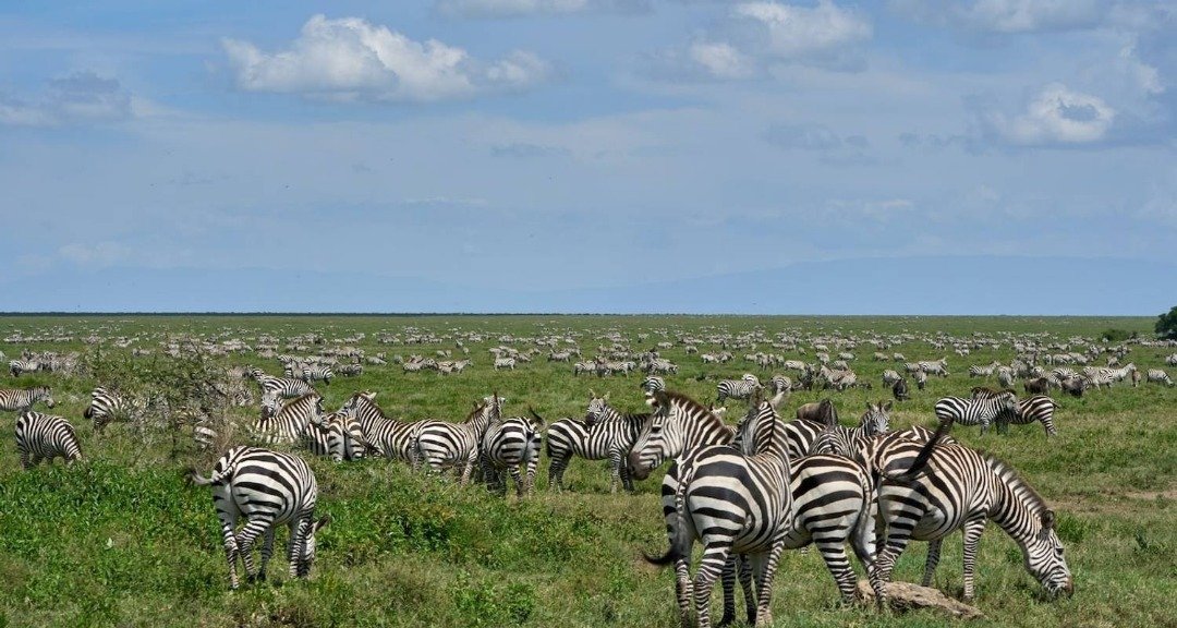 Travel insurance for Tanzania safari