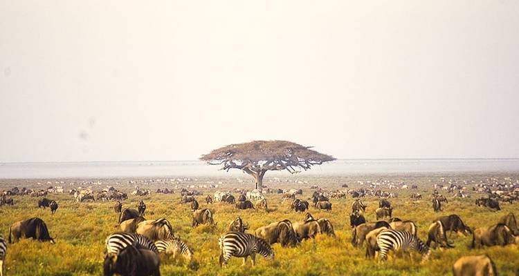 Yellow fever vaccination card for Tanzania travel