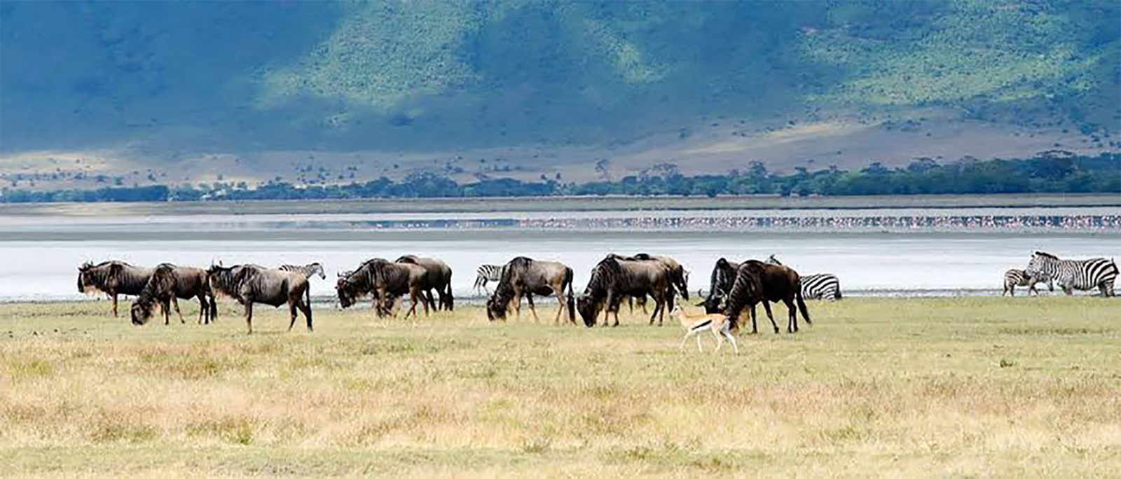 Travel documents for Tanzania safari