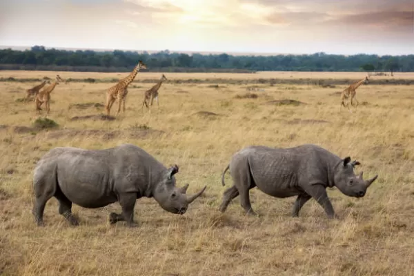 2 Days Tanzania Luxury Lodge Arusha, Ngorongoro, National Parks