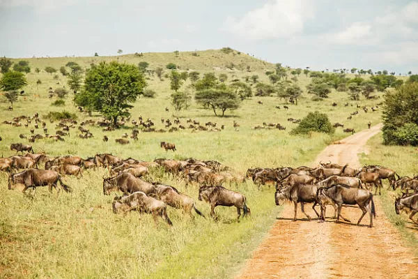 3-Day Fly-In Serengeti Migration 3-Day Fly-In Serengeti Migration