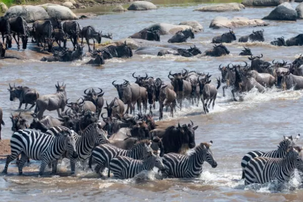 3-Day Luxury Fly-In, Fly-Out Safari 3-Day Luxury Fly-In, Fly-Out Safari