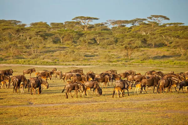 3-Day Classic Serengeti Tour 3-Day Classic Serengeti Tour