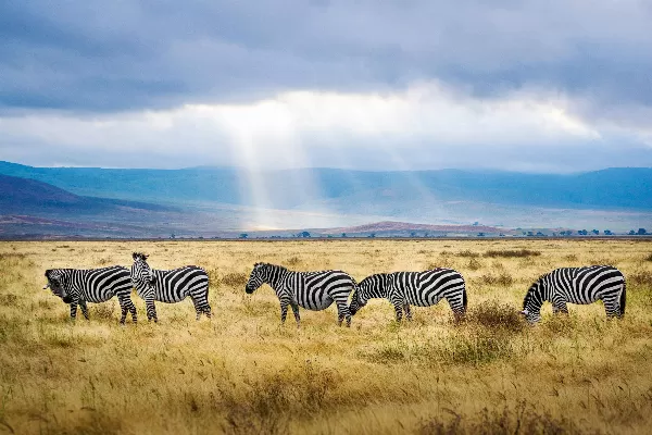 4-Days-Lemosho-Route:-Lemosho-Passage-to-the-Summit-2025 6-days-luxury-Wildlife-safari-tour