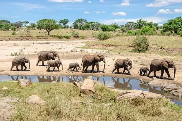 2 Days Tanzania Luxury Lodge Safari Tarangire & Ngorongoro National Parks