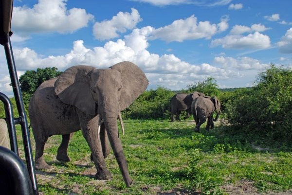 Tarangire National Park elephants Tanzania camping safari experience 2027