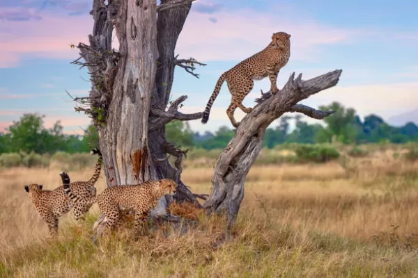 10 Days Southern Tanzania Safari