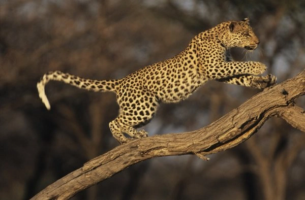 5-day Tanzania safari from Arusha N.P via Lake Manyara