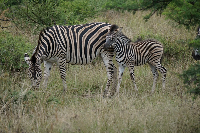 5-day Tanzania safari from Arusha N.P via Tarangire