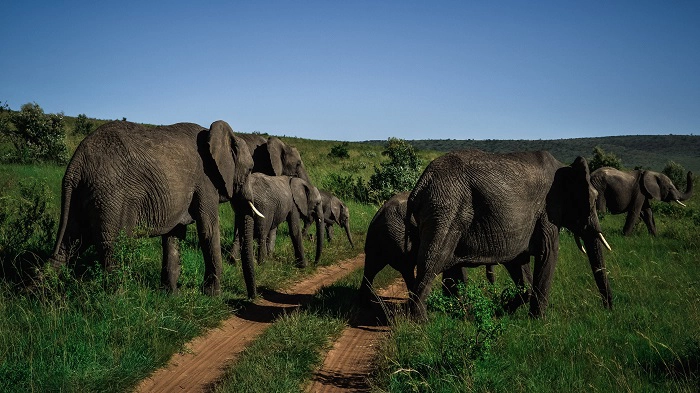 7 Days Luxury Wildlife safari