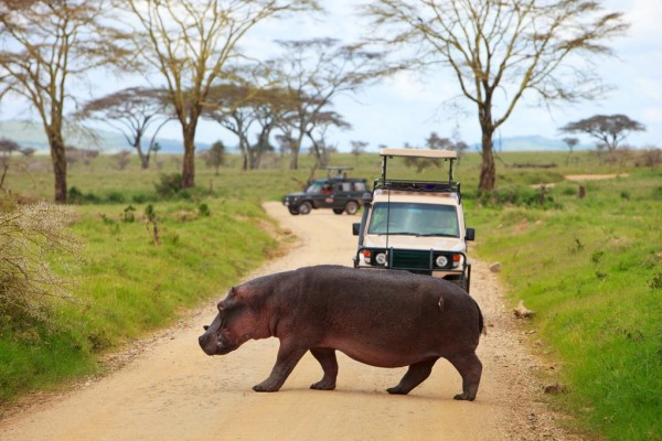 tanzania luxury safari