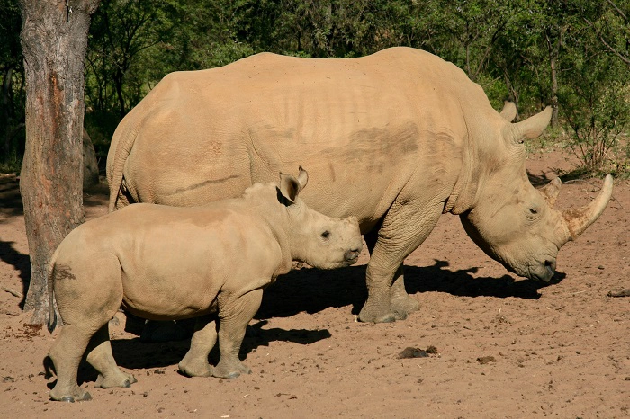 selous game reserve safari