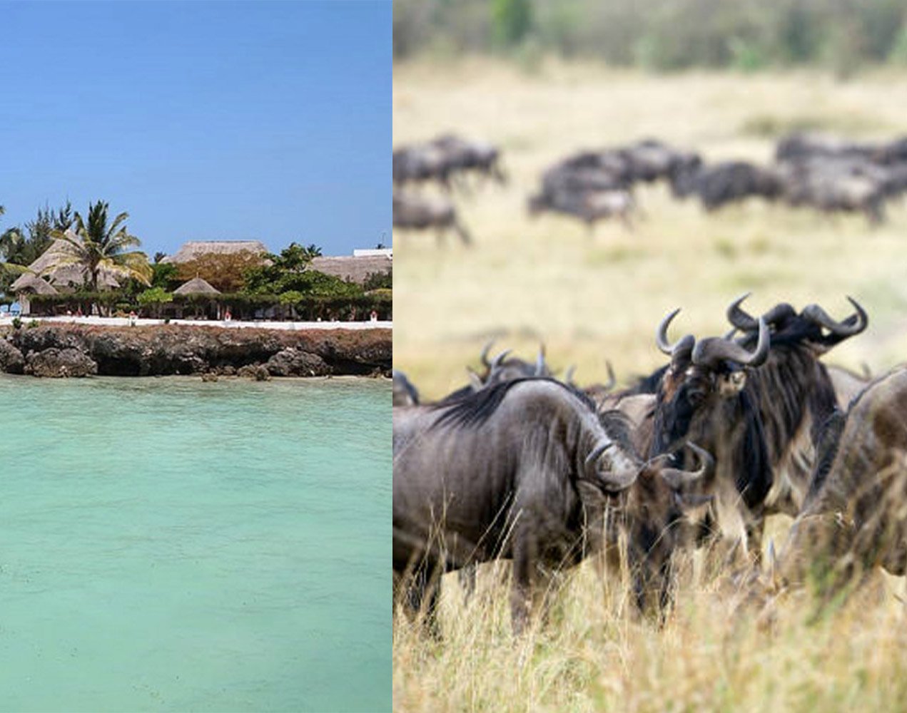 Tanzania camping safari experience 2027 - Zanzibar beach extension